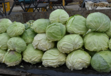 Рекорден извоз на зелка во 2023 година, се продавала по највисока цена досега низ целиот свет