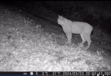 МОРА ДА ГО ВИДИТЕ: Во месноста Лешница на Шар Планина забележан рис