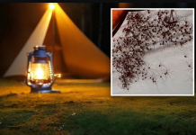 Отишле на кампување, кога ги разбудил необичен звук- не можеле да поверуваат што виделе