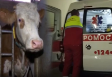 Жена починала откако ја гризнала крава: Се обидела да ја измолзе, а потоа следувал хорор