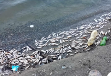 Жална глетка од Калиманско езеро: Eнормно загадена вода, во угинатите риби пронајдено Жива, Кадмиум, Олово, Арсен и Цинк