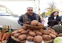 Радован додека ги вадел компирите од нива се изненадил од плодот тежок 1,5 килограм