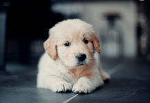 Зошто треба да сакате животни