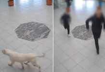 (ВИДЕО) Куче во училиште нападна и повреди деца – го застрела училишниот полицаец