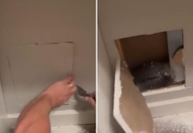 (ВИДЕО) Слушнале чудни звуци од ѕидот: Кога отвориле дупка, не можеле да поверуваат што излегло