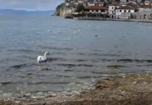 Лошата вест на празникот брзо се прошири: Едно лице се удави во Охридското езеро