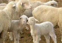 Сточарите незадоволни од владината одлука за јагнињата