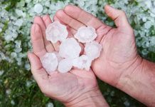 (ВИДЕО) Тажни снимки, од кои срцето боли: Земјоделците во солзи и неверување – град со големина на тениски топчиња уништи се што најде пред себе во Франција