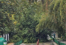 Дрвја паднаа кај влезот на основното училиште „Киро Глигоров“ во Капиштец