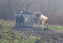Таткото и двете ќерки се во притвор, Јулијана е на слобода и порача: Ова не е против кравите, туку против нас