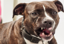 Ужас во фамилијата која вдомила куче скитник: Пит бул го нападнал и убил нивното 18-месечно дете