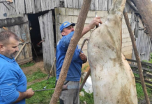 Од следната година ни колење свињи без плаќање придонеси, најавуваат институциите на Република српска